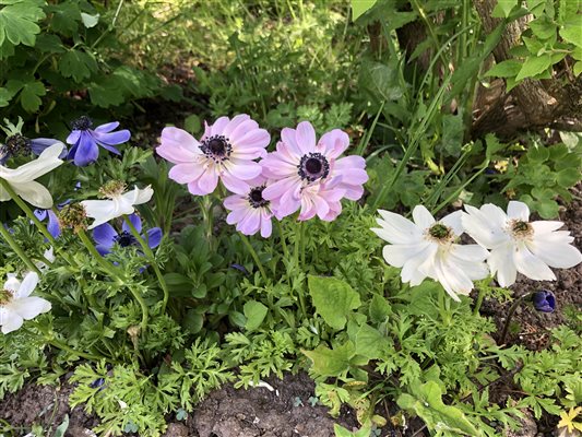 Anemones